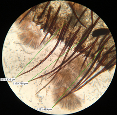 Scutellinia vitreola