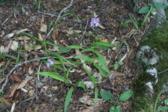 Dactylorhiza urvilleana