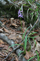 Dactylorhiza urvilleana