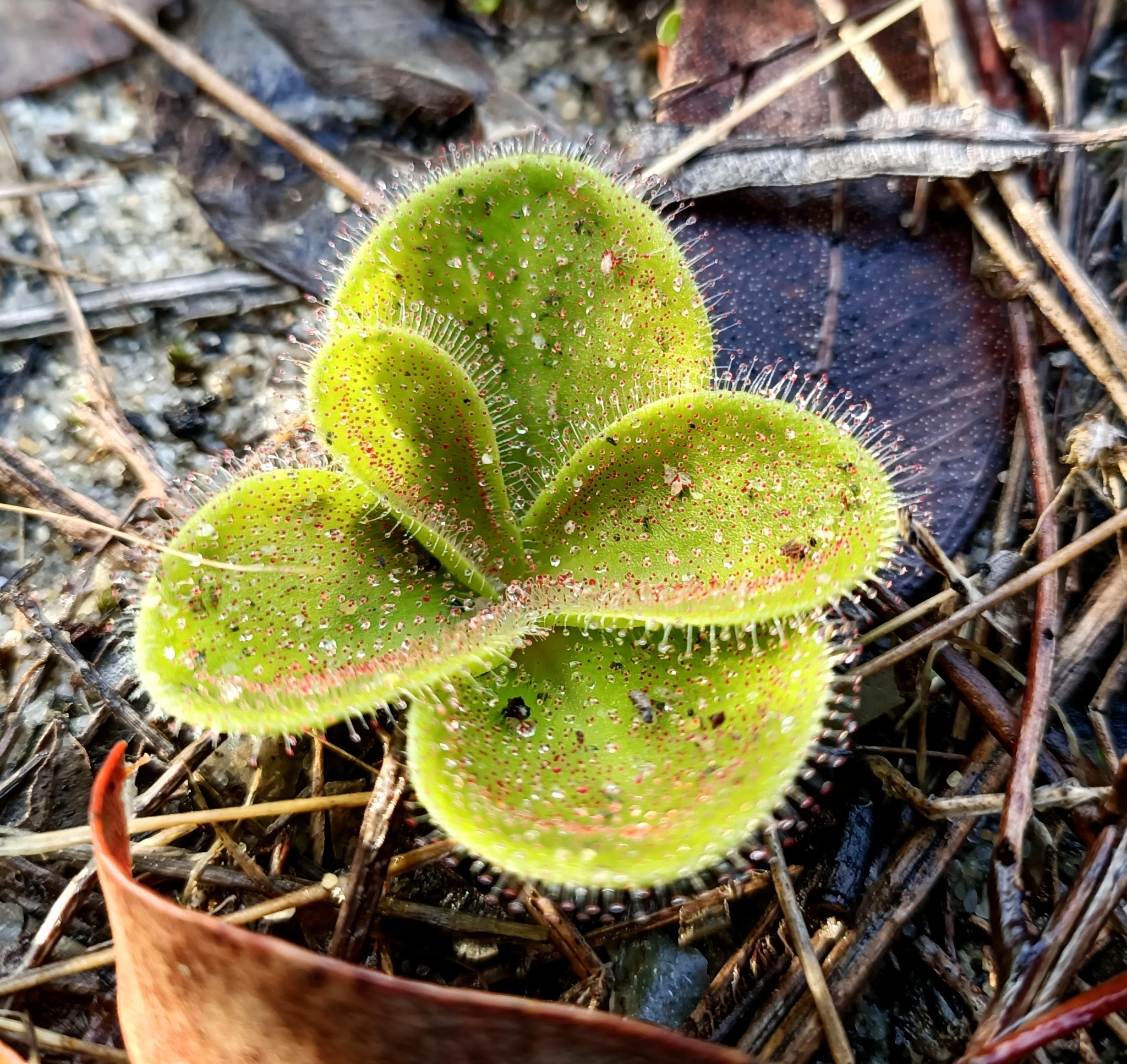 Drosera erythrorhiza Lindl. 4