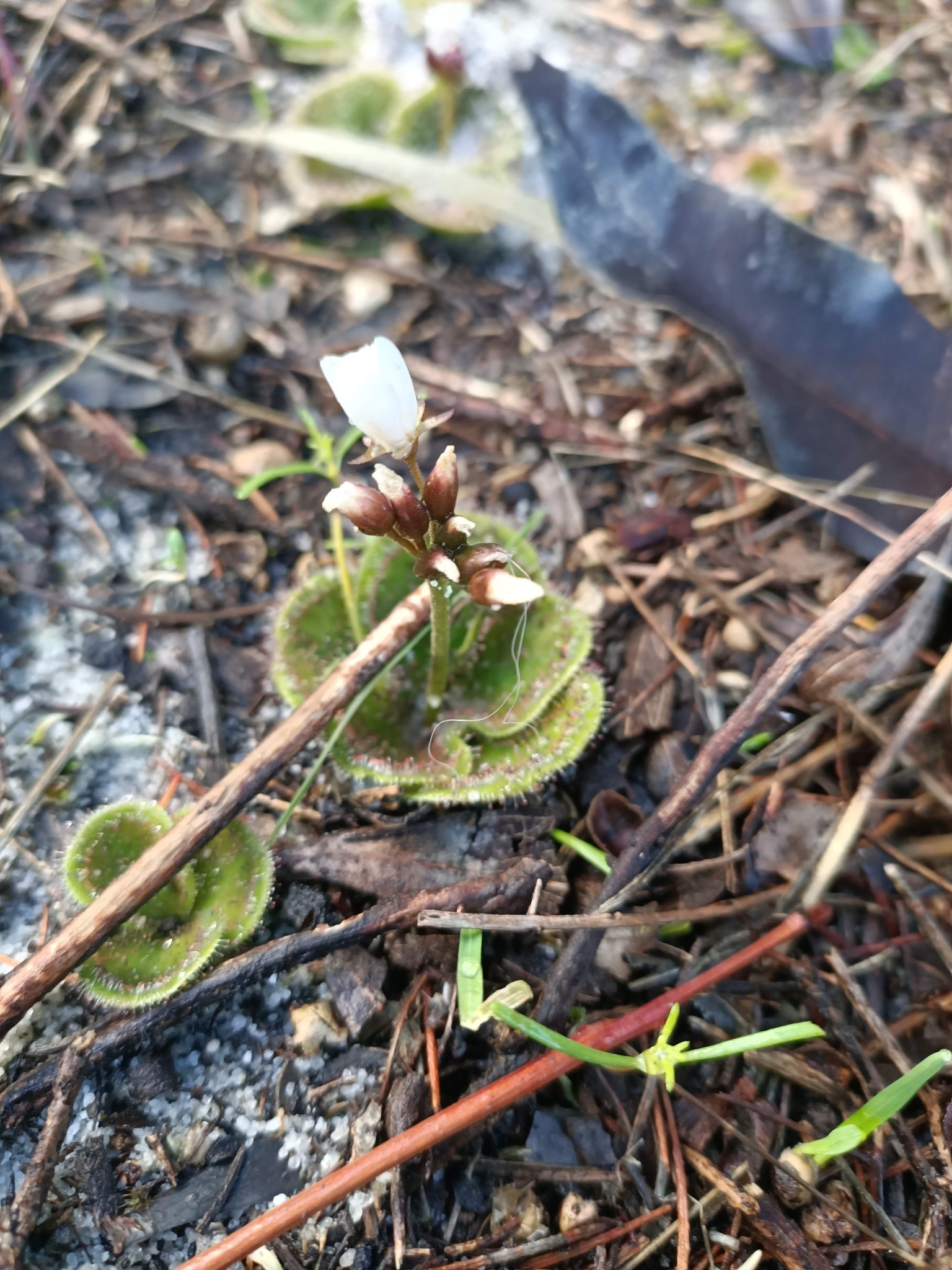 Drosera erythrorhiza Lindl. 5