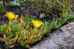 Lampranthus serpens