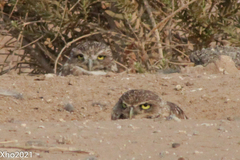 Athene cunicularia
