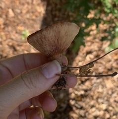 Lactarius rimosellus