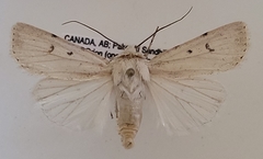 Euxoa catenula