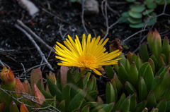 Lampranthus serpens