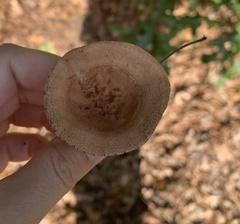 Lactarius rimosellus
