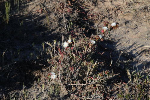 Lampranthus productus, photograph 3