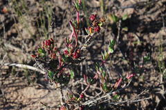 Lampranthus productus