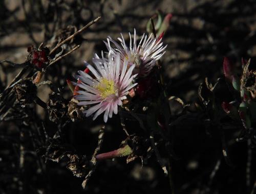 Lampranthus productus, photograph 5
