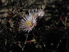 Lampranthus productus