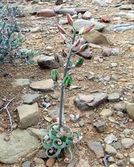 Albuca concordiana