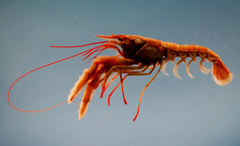 Rosy Lobsterette