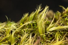 Paraleucobryum enerve