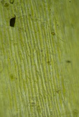 Paraleucobryum enerve