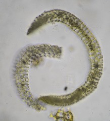 Paraleucobryum enerve