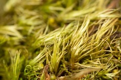 Paraleucobryum enerve