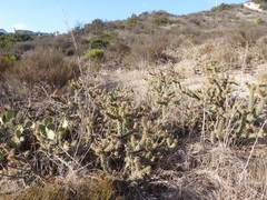 Cylindropuntia prolifera
