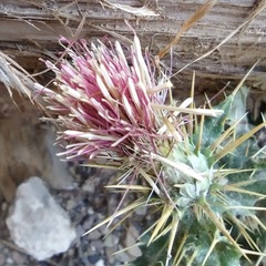 Cirsium arizonicum bipinnatum