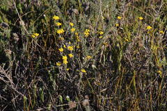 Helichrysum anomalum