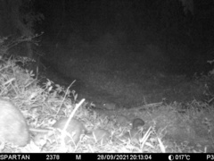 Thryonomys swinderianus