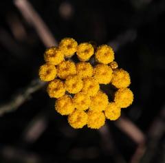 Helichrysum anomalum