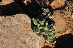 Faucaria bosscheana