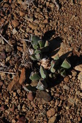 Faucaria bosscheana