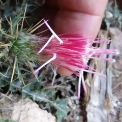 Cirsium arizonicum bipinnatum