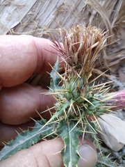 Cirsium arizonicum bipinnatum