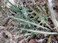 Cirsium arizonicum bipinnatum
