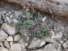 Cirsium arizonicum bipinnatum