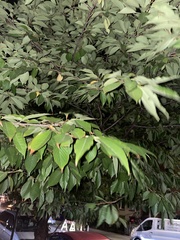 Prunus serrulata