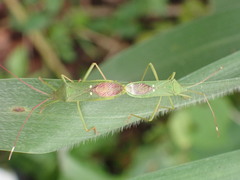 Homoeocerus graminis