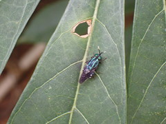 Ptilocera continua