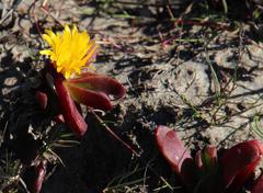 Glottiphyllum longum