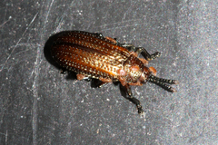 Microrhopala