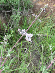 Ocimum burchellianum