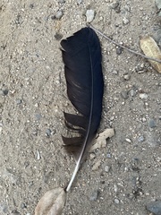 Corvus brachyrhynchos