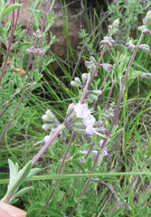 Ocimum burchellianum