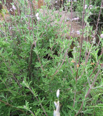 Ocimum burchellianum