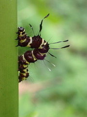 Tinolius eburneigutta