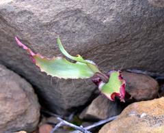 Ornithogalum hispidum hispidum