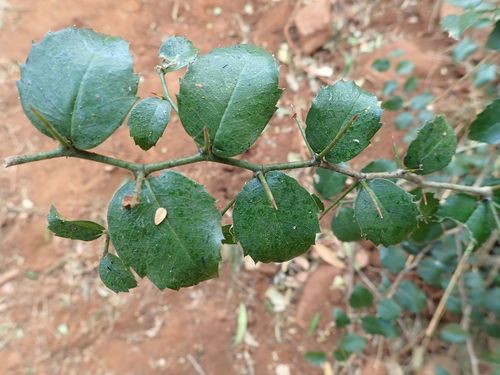 Image of Thorny elm by no rights reserved