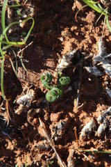 Dipcadi ciliare