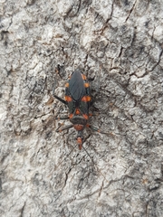 Havinthus rufovarius