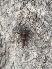 Havinthus rufovarius