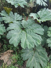 Gunnera manicata
