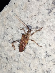 Leptoglossus occidentalis