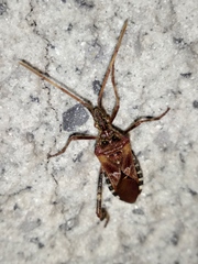 Leptoglossus occidentalis